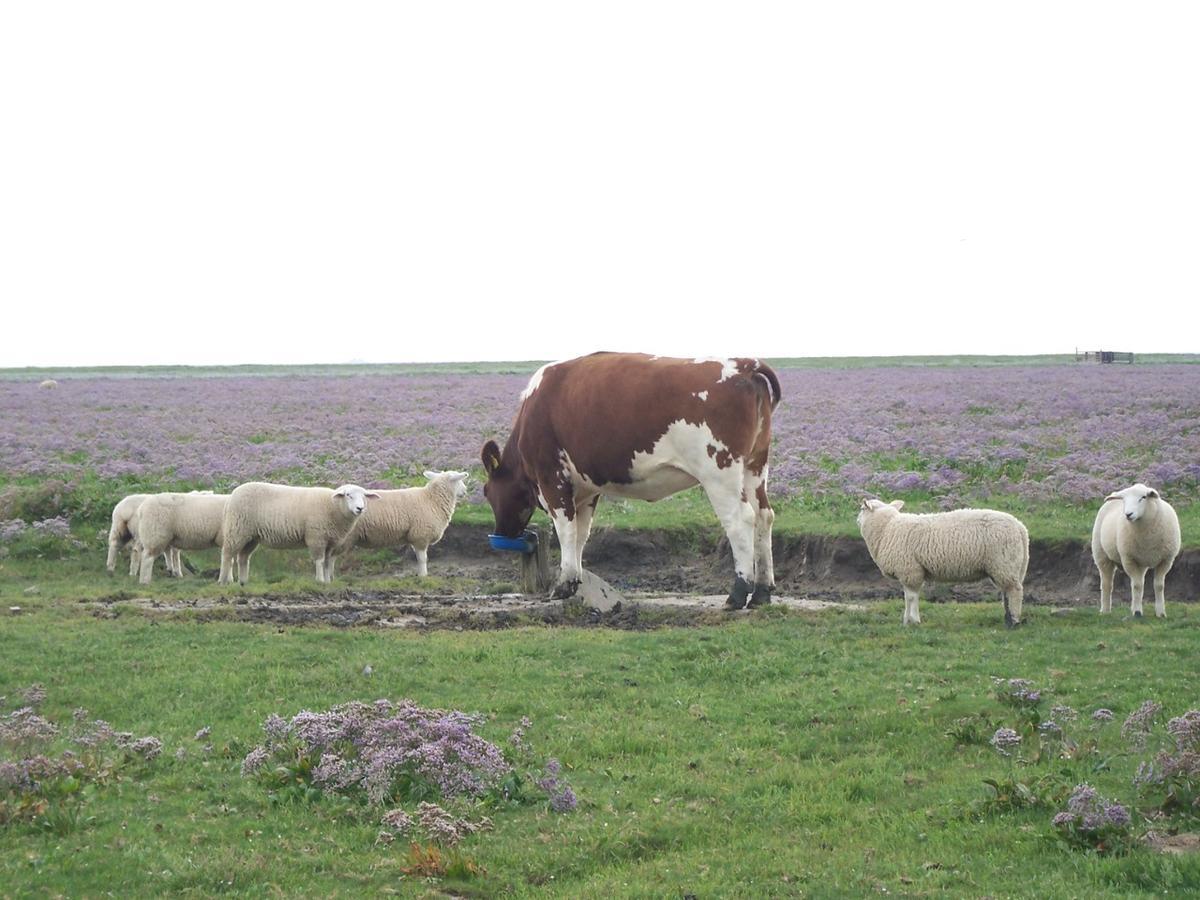Landhaus Pfahlershof Karolinenkoog Buitenkant foto